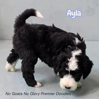 Ayla (Mini Sheepadoodle), a female Sheepadoodle for sale in Clemmons, NC – Photo 2 of 3