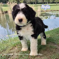 Ayla (Mini Sheepadoodle), a female Sheepadoodle for sale in Clemmons, NC – Photo 3 of 3