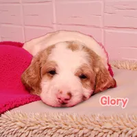 Glory (Mini Saint Berdoodle) , a female Saint Berdoodle for sale in Clemmons, NC – Photo 5 of 7