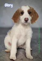 Glory (Mini Saint Berdoodle) , a female Saint Berdoodle for sale in Clemmons, NC – Photo 1 of 7