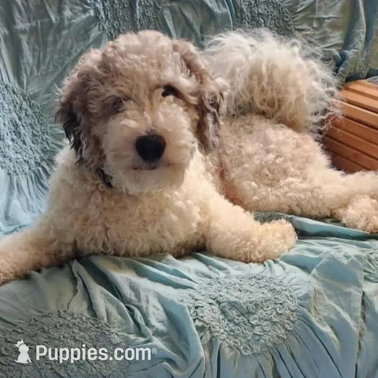 Glory (Mini Saint Berdoodle) , a female Saint Berdoodle for sale in Clemmons, NC – Photo 6 of 7