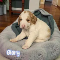 Glory (Mini Saint Berdoodle) , a female Saint Berdoodle for sale in Clemmons, NC – Photo 4 of 7