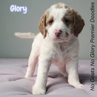 Glory (Mini Saint Berdoodle) , a female Saint Berdoodle for sale in Clemmons, NC – Photo 2 of 7