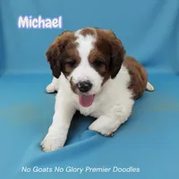 Michael (Mini Saint Berdoodle), a male Saint Berdoodle for sale in Clemmons, NC – Photo 3 of 8