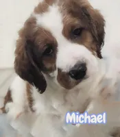 Michael (Mini Saint Berdoodle), a male Saint Berdoodle for sale in Clemmons, NC – Photo 6 of 8