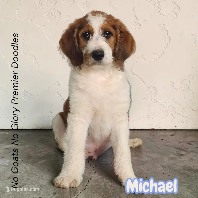 Michael (Mini Saint Berdoodle) – Saint Berdoodle puppy for sale in Clemmons, NC