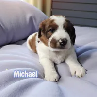 Michael (Mini Saint Berdoodle), a male Saint Berdoodle for sale in Clemmons, NC – Photo 4 of 8