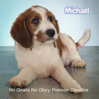 Michael (Mini Saint Berdoodle), a male Saint Berdoodle for sale in Clemmons, NC – Photo 2 of 8