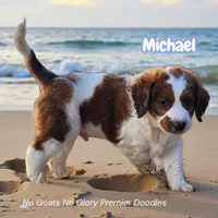 Michael (Mini Saint Berdoodle), a male Saint Berdoodle for sale in Clemmons, NC – Photo 5 of 8