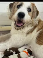 Michael (Mini Saint Berdoodle), a male Saint Berdoodle for sale in Clemmons, NC – Photo 7 of 8