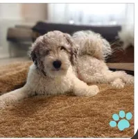 Michael (Mini Saint Berdoodle), a male Saint Berdoodle for sale in Clemmons, NC – Photo 8 of 8