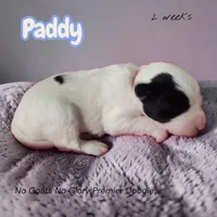 Paddy (Mini Sheepadoodle), a male Sheepadoodle for sale in Clemmons, NC – Photo 4 of 6