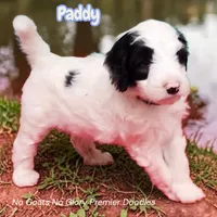 Paddy (Mini Sheepadoodle), a male Sheepadoodle for sale in Clemmons, NC – Photo 3 of 6