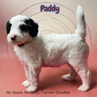 Paddy (Mini Sheepadoodle), a male Sheepadoodle for sale in Clemmons, NC – Photo 2 of 6