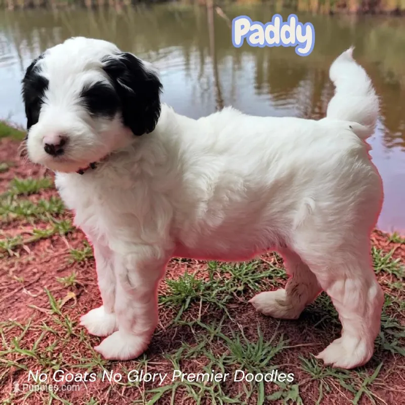 Paddy (Mini Sheepadoodle) – Sheepadoodle puppy for sale in Clemmons, NC