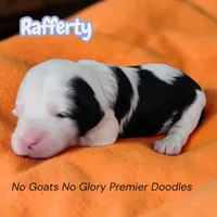 Rafferty (Mini Sheepadoodle), a male Sheepadoodle for sale in Clemmons, NC – Photo 3 of 5