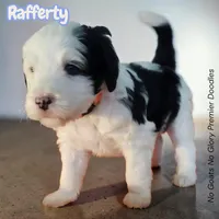 Rafferty (Mini Sheepadoodle), a male Sheepadoodle for sale in Clemmons, NC – Photo 2 of 5