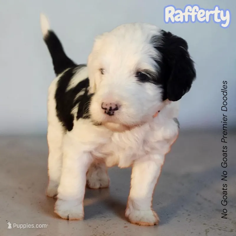 Rafferty (Mini Sheepadoodle) – Sheepadoodle puppy for sale in Clemmons, NC