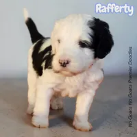 Rafferty (Mini Sheepadoodle), a male Sheepadoodle for sale in Clemmons, NC – Photo 1 of 5