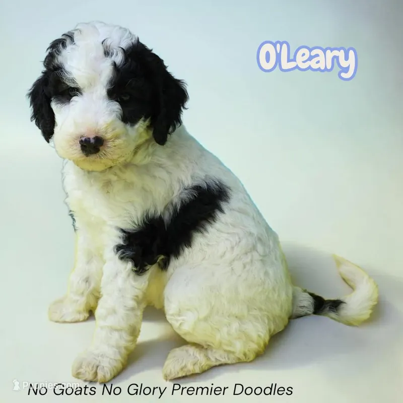 O'Leary (Mini Sheepadoodle) – Sheepadoodle puppy for sale in Clemmons, NC