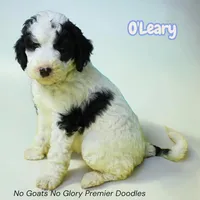 O'Leary (Mini Sheepadoodle), a male Sheepadoodle for sale in Clemmons, NC – Photo 1 of 5