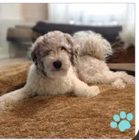 O'Leary (Mini Sheepadoodle), a male Sheepadoodle for sale in Clemmons, NC – Photo 4 of 5