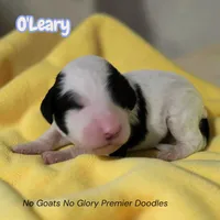 O'Leary (Mini Sheepadoodle), a male Sheepadoodle for sale in Clemmons, NC – Photo 3 of 5
