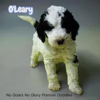 O'Leary (Mini Sheepadoodle), a male Sheepadoodle for sale in Clemmons, NC – Photo 2 of 5