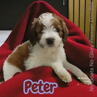 Peter (Mini Saint Berdoodle), a male Saint Berdoodle for sale in Clemmons, NC – Photo 4 of 8
