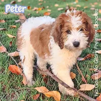 Peter (Mini Saint Berdoodle), a male Saint Berdoodle for sale in Clemmons, NC – Photo 6 of 8