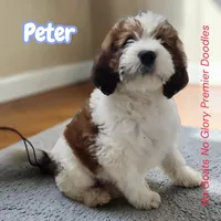 Peter (Mini Saint Berdoodle), a male Saint Berdoodle for sale in Clemmons, NC – Photo 3 of 8