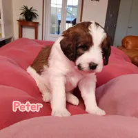 Peter (Mini Saint Berdoodle), a male Saint Berdoodle for sale in Clemmons, NC – Photo 5 of 8