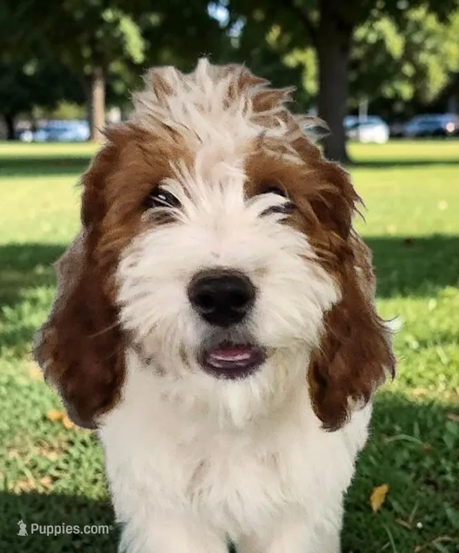 Peter (Mini Saint Berdoodle) – Saint Berdoodle puppy for sale in Clemmons, NC