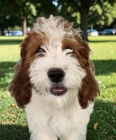 Peter (Mini Saint Berdoodle), a male Saint Berdoodle for sale in Clemmons, NC – Photo 1 of 8
