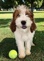 Peter (Mini Saint Berdoodle), a male Saint Berdoodle for sale in Clemmons, NC – Photo 2 of 8