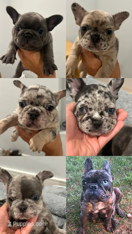 Pibble – French Bulldog puppy for sale in Los Angeles, CA