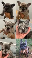 Pibble, a male French Bulldog for sale in Los Angeles, CA – 1 of 7