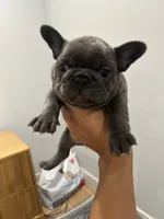 Pibble, a male French Bulldog for sale in Los Angeles, CA – 2 of 7