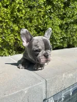 Mochi, a male French Bulldog for sale in Los Angeles, CA – 3 of 4