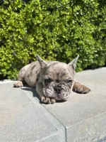 Tank, a male French Bulldog for sale in Los Angeles, CA – 6 of 7