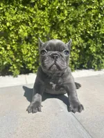Pebble , a male French Bulldog for sale in Los Angeles, CA – 4 of 5