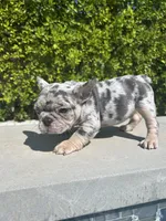 Oreo, a male French Bulldog for sale in Los Angeles, CA – 4 of 4