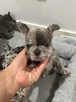 Pibble, a male French Bulldog for sale in Los Angeles, CA – 6 of 7