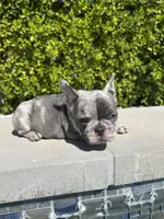 Mochi, a male French Bulldog for sale in Los Angeles, CA – 4 of 4