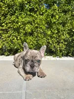 Tank, a male French Bulldog for sale in Los Angeles, CA – 3 of 7