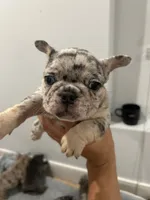 Pibble, a male French Bulldog for sale in Los Angeles, CA – 3 of 7