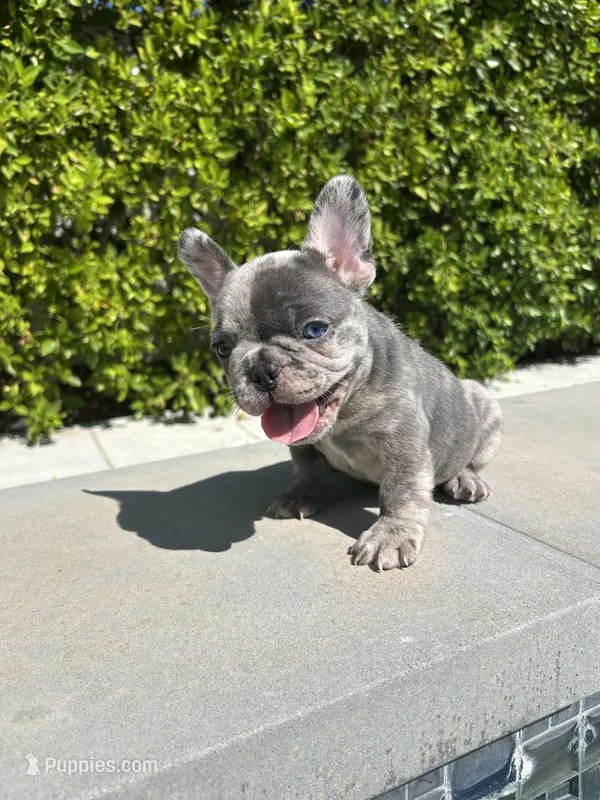 Mochi – French Bulldog puppy for sale in Los Angeles, CA