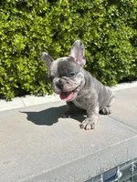 Mochi, a male French Bulldog for sale in Los Angeles, CA – 1 of 4