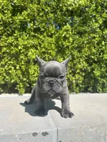 Pebble , a male French Bulldog for sale in Los Angeles, CA – 3 of 5