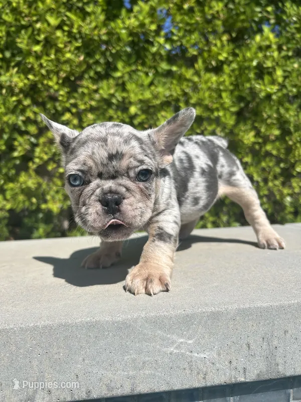 Oreo – French Bulldog puppy for sale in Los Angeles, CA